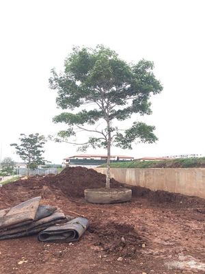 Kalite Deniz Kauçuk Gemisi Hava Yastıklarını Başlatıyor Kuru Havuz Kaldırma Gemisini Başlatıyor Fabrika